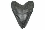 Bargain, Fossil Megalodon Tooth - South Carolina #371761-1